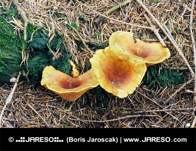 Желтые грибы