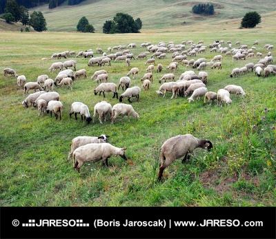 Овцы пасутся на словацком лугу