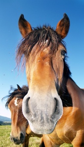 Лошадь смотрит в камеру