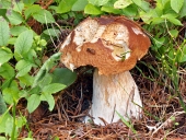 Частично укушенный летний белый гриб в природе