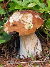 Частично укушенный летний белый гриб в природе