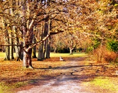 Красочный парк осенью