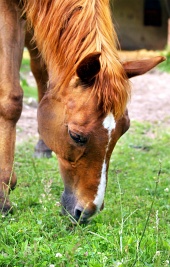 Лошадь ест траву