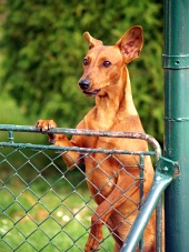 Собака смотрит через забор
