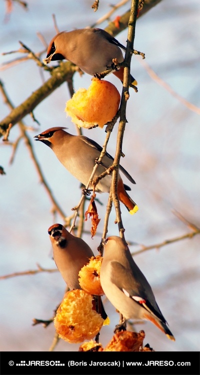 Fåglar äter äpplen