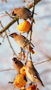 Fåglar äter äpplen