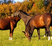 Vänskap mellan hästar