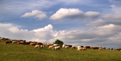 Flock av kor på ängen molnig dag