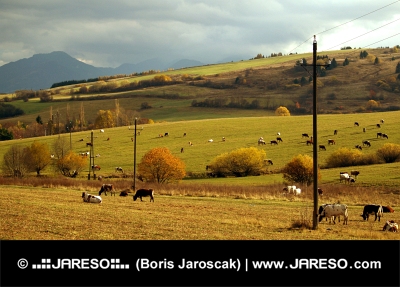 Travnik s kravjim