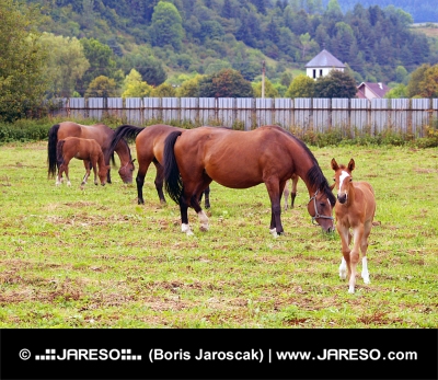 Konji pasejo na polju