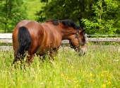 Konj na travniku
