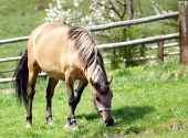 Konj pase na travniku