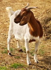 Portret gorska koza