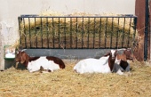 Koze v ogrado
