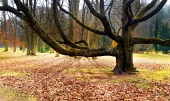 Masivna starodavna drevesa v parku