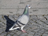 Grey Rock Dove ali skupna Pigeon