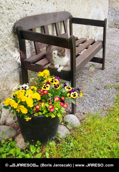 Cat resting on bench outdoors