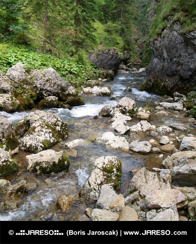 Mountain stream in Kvacianska Valley, Slovakia