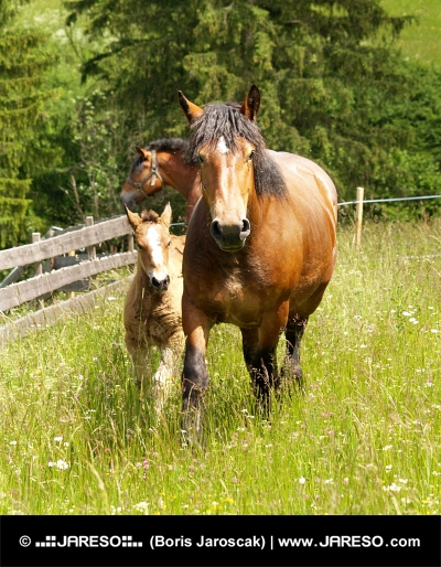 Horses and foal on green meadow