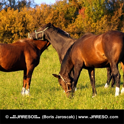 Friendship among horses