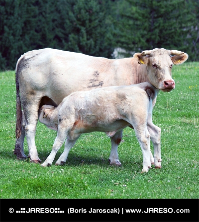 Calf feeding from cow