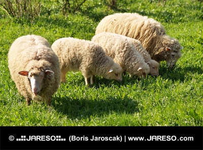 Sheep family in the meadow