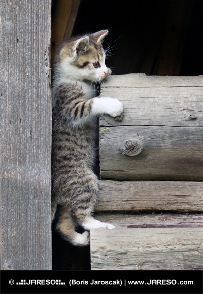 Tabby kitten climbing wooden logs