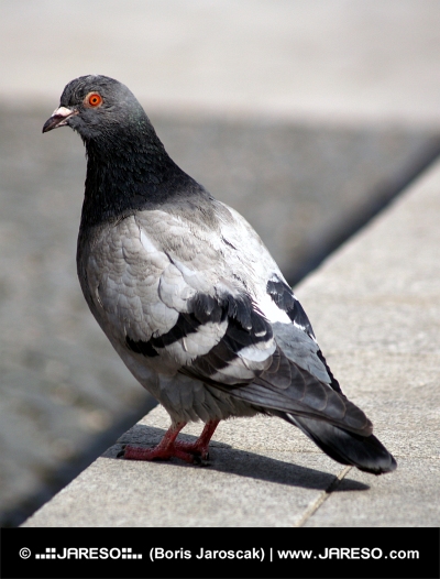 Portrait of grey pigeon
