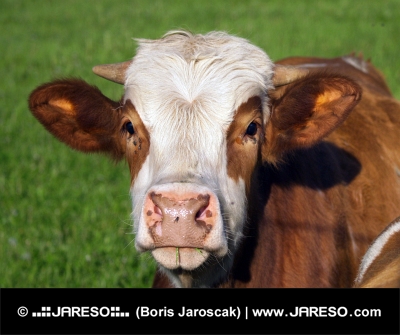 Brown and white cow portrait