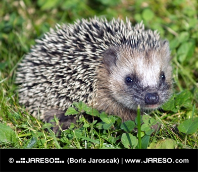 Close-up of one hedgehog in the green grass