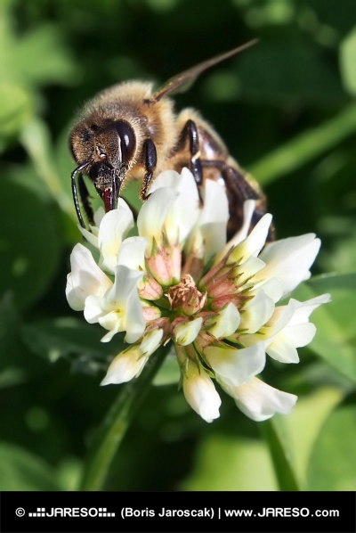 European bee pollinating clover blossom