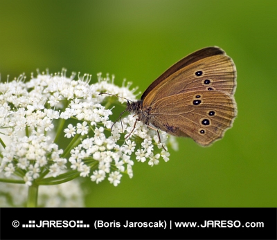 Butterfly (Coenonympha) on white flower