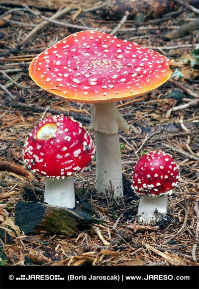 Three Amanita muscarias in forest