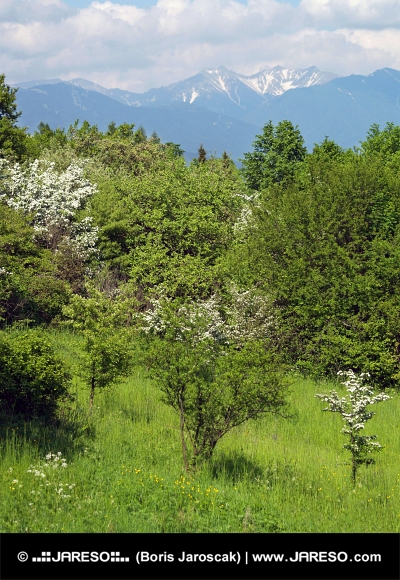 Peaks of Rohace and green trees