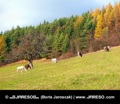 Horses grazing in autumn field