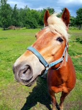 Horse looking directly into the camera