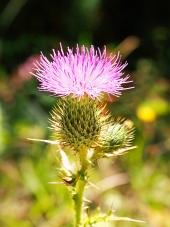 A close-up of a pink thistle