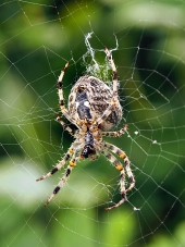 A close-up of a spider weaving its web