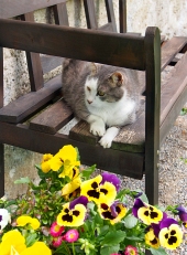 Cat resting on wooden bench