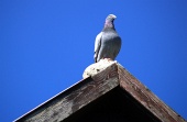 Pigeon sitting at the edge of a roof