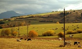 Meadow with cows during cloudy autumn day