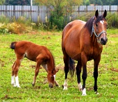 Mare and young foal grazing in field