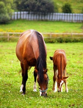 Mare and foal grazing in a bright green pasture