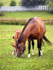 Grazing mare and foal in green paddock