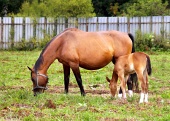 Mare and foal grazing in green paddock