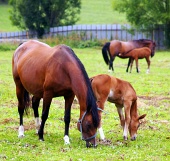 Mares with their young foals on meadow