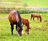 Mare with her young foals