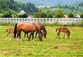 Two mares with their young foals grazing on meadow near village