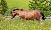 One stallion grazing in the green meadow