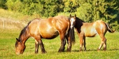 Mare and foal grazing in meadow near forest